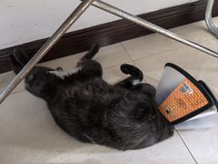 -艾贝尔宠物医院 ·内科全科(梁溪路店)