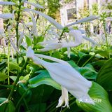 31-20摄氏度，吹着风温度还超级舒服