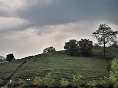 -帐篷客·溪龙茶谷度假酒店