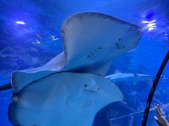 -太平洋海底世界