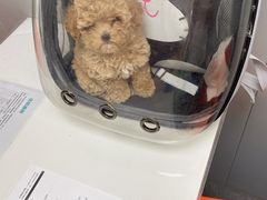 -伟伟宠物医院·CT影像中心·瑞派犬猫综合性门诊(汉口总院)