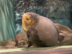 -上海海洋水族馆