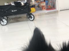 -美联众合动物医院·24h京西诊疗中心