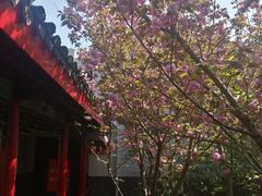 -南汇桃花村