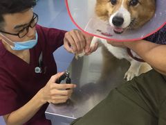 -美联众合爱康动物医院•复杂内科•肿瘤科•牙科•腔镜诊疗中心