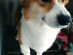 -pd派德宠物中心医院24H急重症·眼科中心·血液透析中心(嵩山北路店)