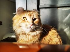 -猫小院猫主题餐厅(南锣旗舰店)