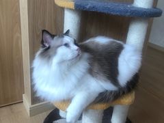 -猫腻·猫咖·撸猫馆(星光大道店)