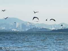 -深圳湾公园(南山区)