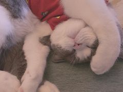 -袖虎·猫馆(体育西路店)