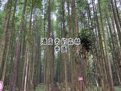 -武陵山森林公园