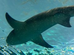 -瑞普利水族馆
