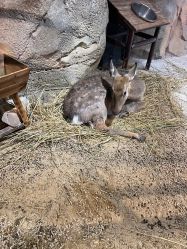 -酷嗒动物文化乐园(cutezoo西溪乐天城店)