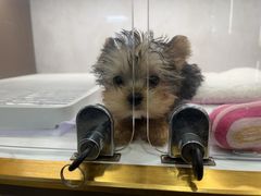 -翊宠yipet猫狗购宠庄园犬舍•猫舍