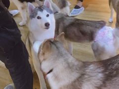 -Husky Go! 哈士奇体验馆·宠物咖啡厅狗咖