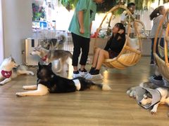 -Husky Go! 哈士奇体验馆·宠物咖啡厅狗咖