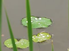 -诗经里