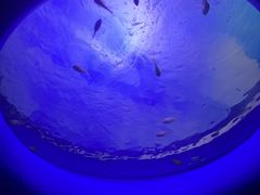 -欢乐海岸海洋奇梦馆