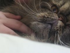 -伟伟宠物医院·CT影像中心·瑞派犬猫综合性门诊(汉口总院)