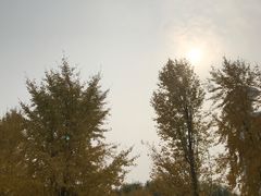 -三里屯东五街银杏大道
