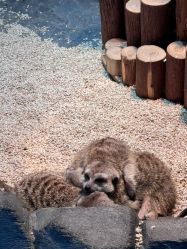 -Zoolung Zoolung动物主题公园(海信广场店)