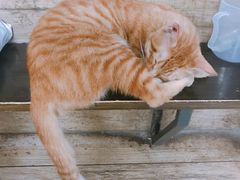 -巧云大馄饨(南阴阳营总店)