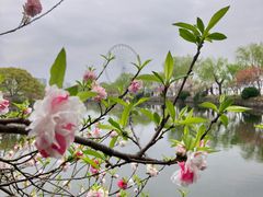 -无锡蠡湖国家湿地公园-蠡园