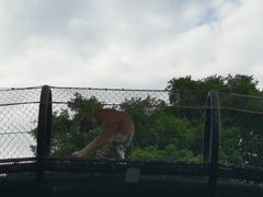 -深圳野生动物园
