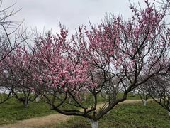 -上海海湾国家森林公园