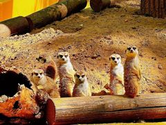 -北京野生动物园