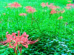 -杭州植物园