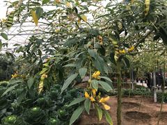 -兰陵国家农业公园