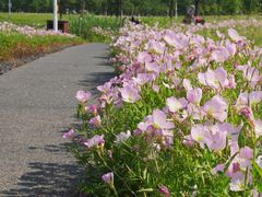 -洋湖国家湿地公园