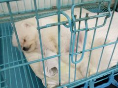 -康成宠物医院24H·CT·核磁共振