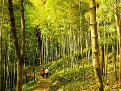 -上海佘山国家森林公园天马山园