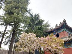 -洛阳白马寺