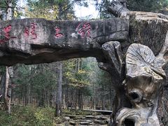 -五营红松林海景区