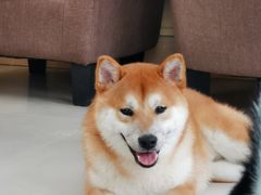 -喜柴咖啡·柴犬狗咖