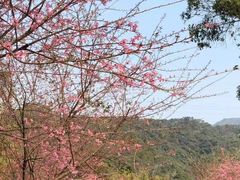 -南丹山森林王国
