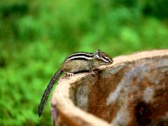 -五营红松林海景区