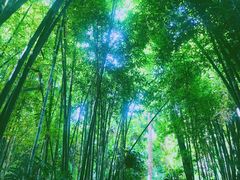 -马洛雷勒花园