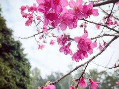 -莲花山公园