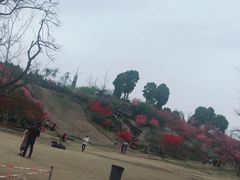 -秀丽东方