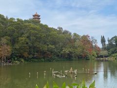 -深圳仙湖植物园