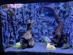-上海海洋水族馆