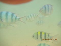 android_upload_pic-东姑阿都拉曼海洋公园