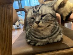 -猫爪屋猫咖(乐汇城店)