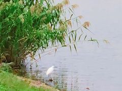 -羊山湖公园