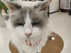 -共舞时光猫咖·狗咖(新街口店)