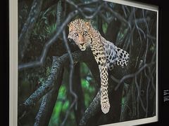 -罗红摄影艺术馆